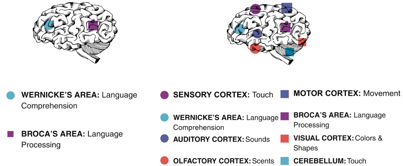 **Figure 2:** Brain receiving facts (left) vs. Brain receiving stories (right).